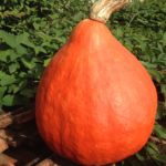 Potimarron 