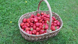 Panier de fraise daroyale