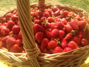 Cueillette de fraise Marne, Aube