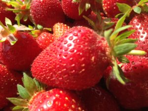Cueillette de fraises
