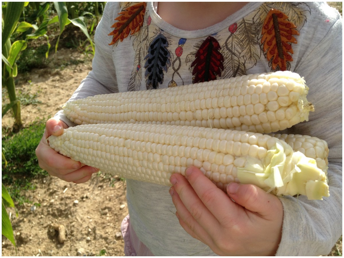 Maïs doux blanc la ferme du perré vente marne 51La ferme du