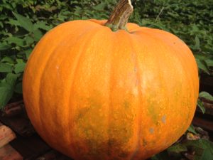 Citrouille d'Halloween, la Ferme du Perré, Marne, 51