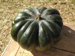 Courge, muscade de Provence, Ferme du Perré, Esclavolles Lurey, Marne, 51