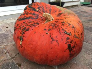 Courge, potiron rouge vif d'Etampes, la Ferme du Perré, Marne, 51