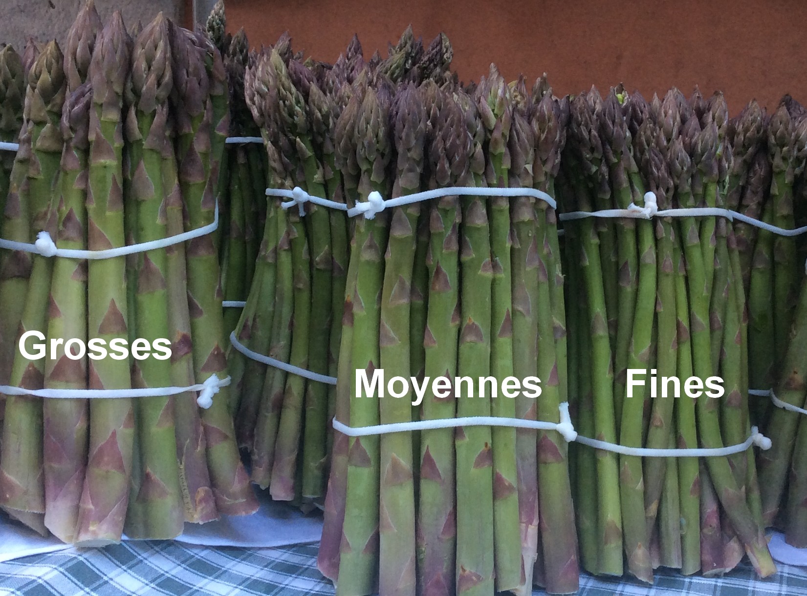 Trois calibres d'asperges vertes : grosses, moyennes et fines