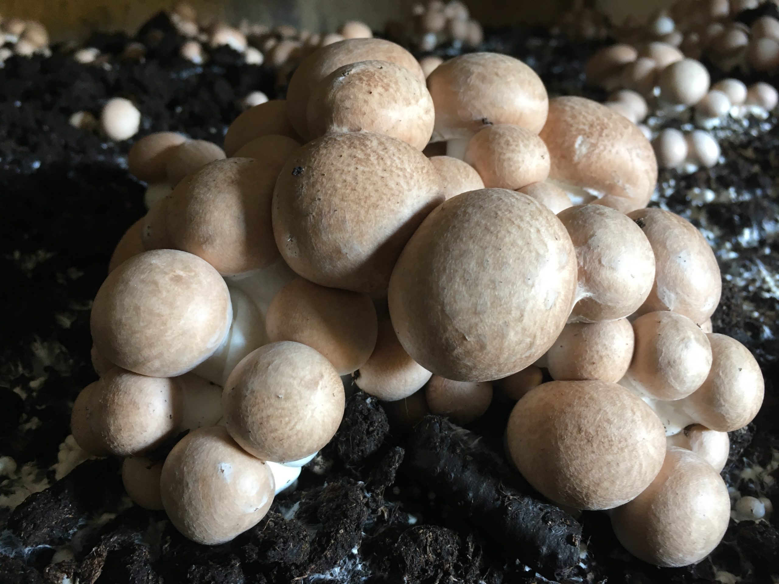 Champignons de Paris frais poussant en grappe sur leur substrat