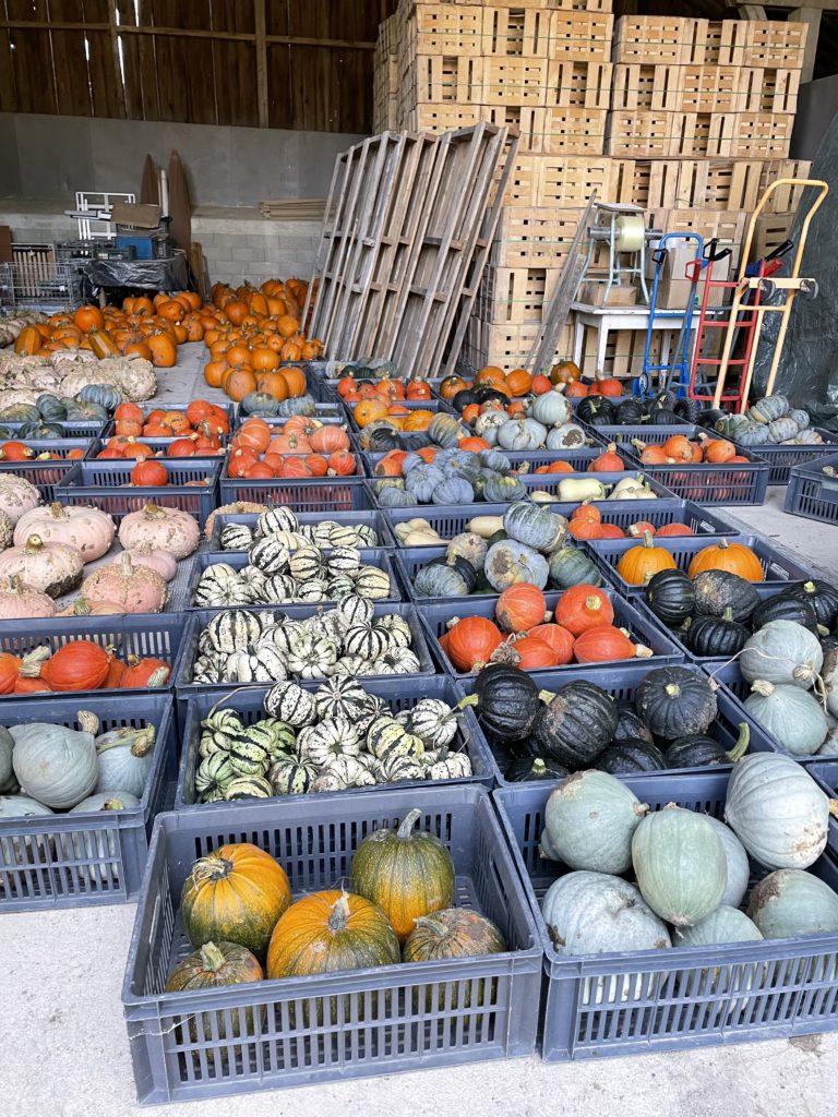 Courges, potiron, potimaron, citrouille, Ferme du Perré