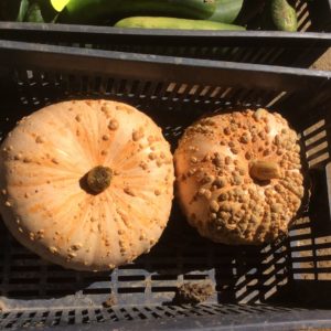 Courge, Galeuse d'Eysine, Ferme du Perré, Esclavolles Lurey, Marne, 51