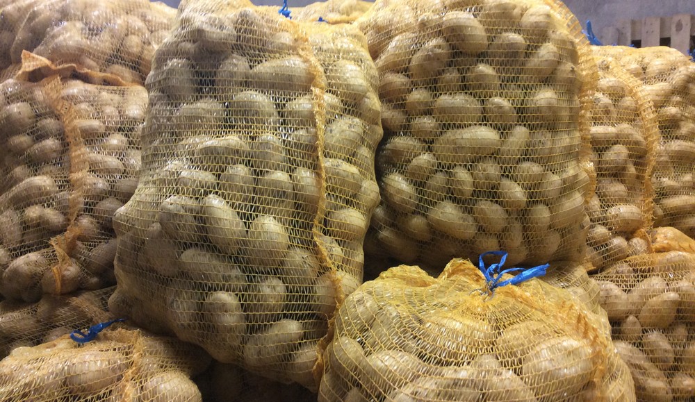 Sacs de pommes de terre fraîchement récoltées à la Ferme du Perré