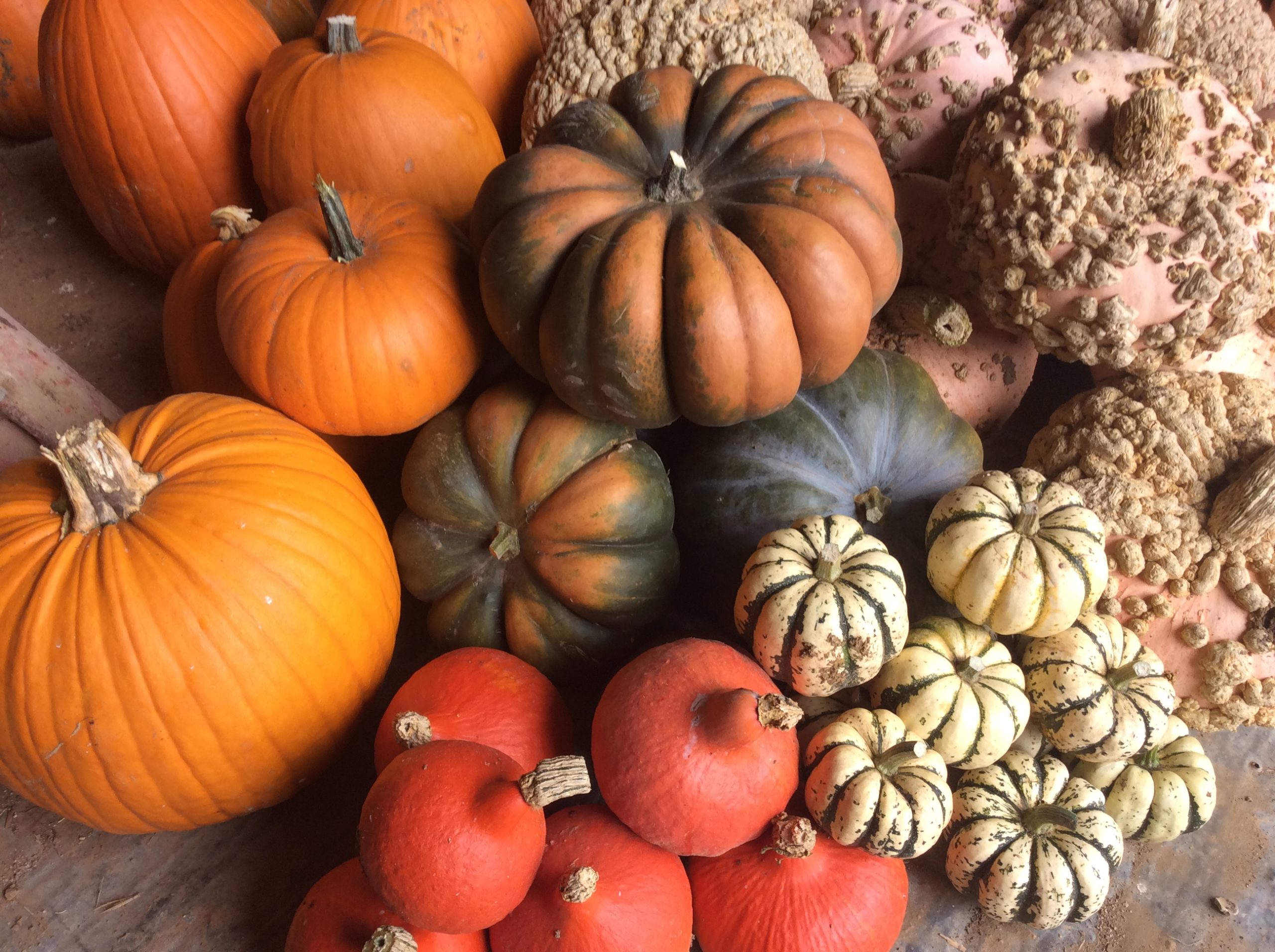Assortiment coloré de courges d'automne : potimarron, potiron et courge galeuse