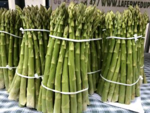 La Ferme du Perré, producteur asperges vertes, Escalavolles, Marne, 51, Aube, 10